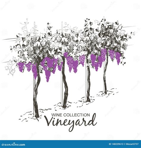 Vine Hills Landscape Vector Line Sketch Illustration Stock Vector