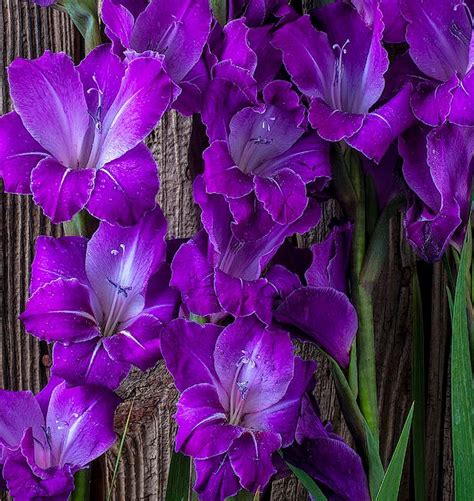 34 Different Types of Purple Flowers for Your Garden | Purple Flowers