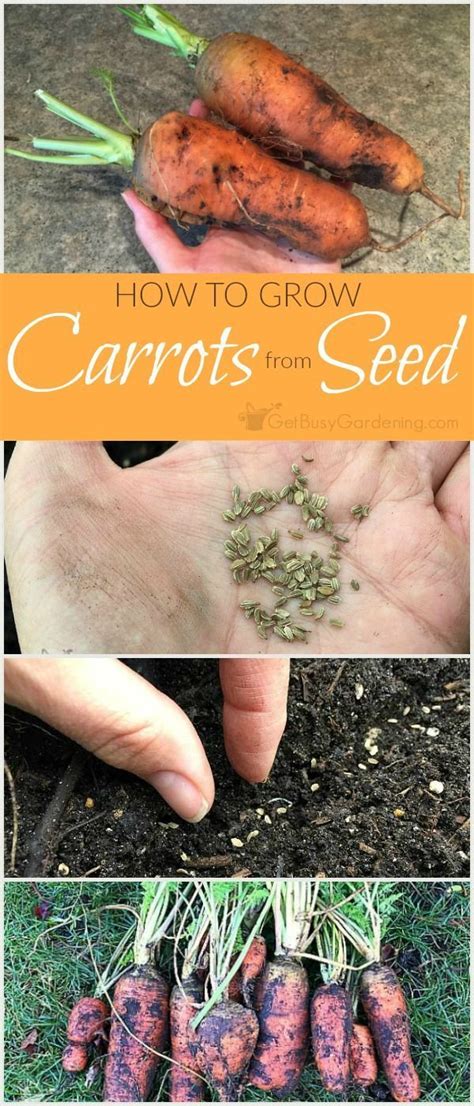 Planting Carrot Seeds And Tips For Growing Carrots From Seed How To
