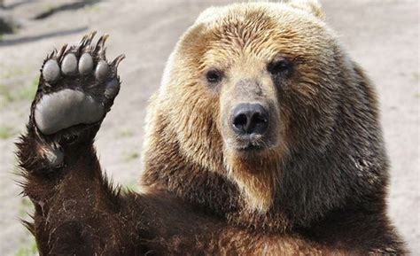 Russian Bears And Where To Find Them