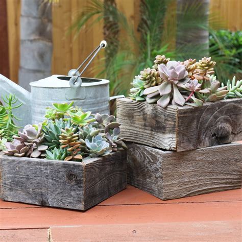 Succulents In Reclaimed Wood Planter Easy To Grow Bulbs