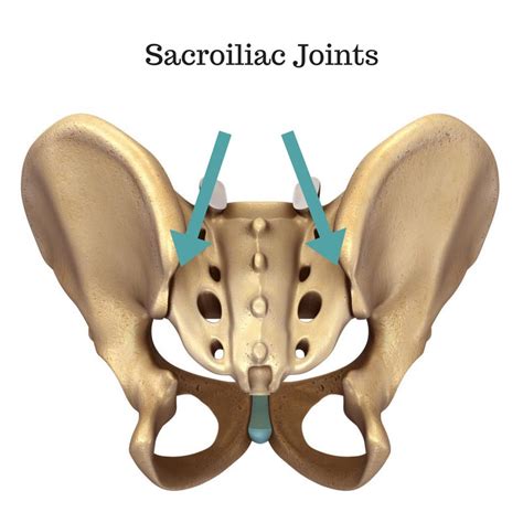 Sacroiliac Joint Anatomy Pictures And Information Porn Sex Picture