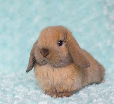 Holland Lop Baby Bunny