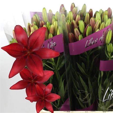 Lily La Corleone Cm Wholesale Dutch Flowers Florist Supplies Uk