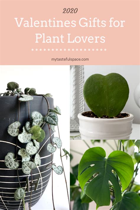 Top 5 Heart Shaped Leaves Plants To Show Your Love My Tasteful Space