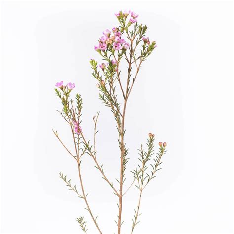 Wholesale Pinky Lavender Wax Flower Dec To May Delivery ᐉ Bulk Pink