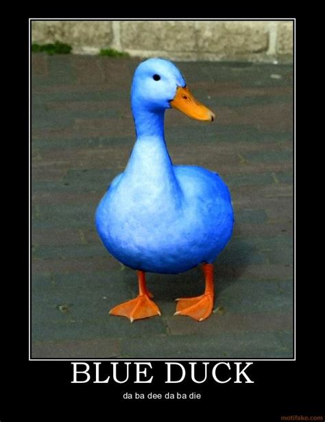 Blue Duck With Images Funny Pictures Funny Animals Dark Blue Eyes