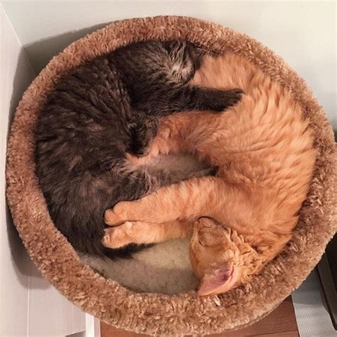 Two Cats Are Curled Up In A Cat Bed