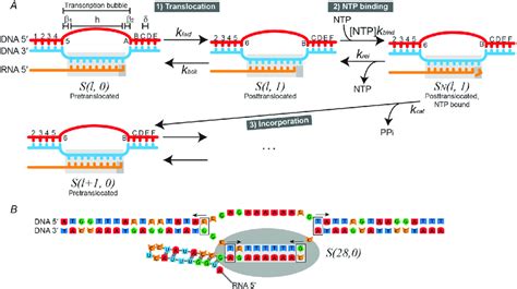 State Diagrams Of Rna Polymerase A The Model Of The Main Download Scientific Diagram
