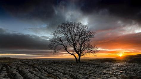 Lonely Tree In A Drought Field At Sunset Backiee