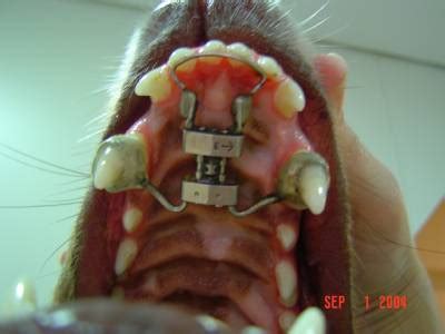 If you find them too prominent and hurt the lower lip, that. Dog Braces Teeth - The Y Guide