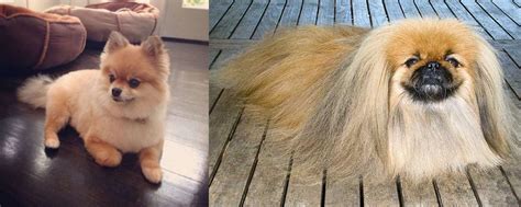 Pomeranian Vs Pekingese Breed Comparison Mydogbreeds