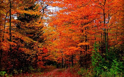 Hd Autumn Colors Wallpaper Download Free 82489