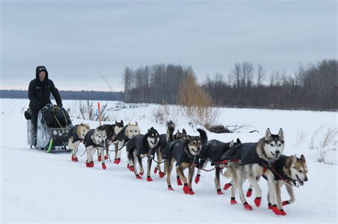 How Many Dogs Died In The Iditarod Race 2018