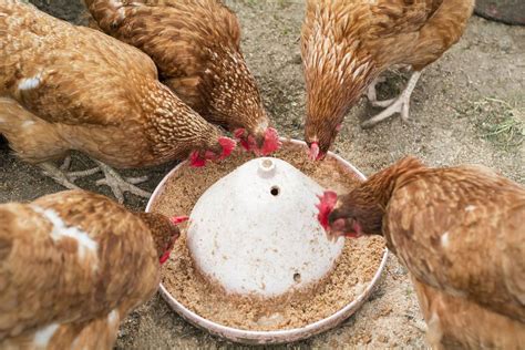 Feeding Chickens Info On Feed And Feeding The Flock The Poultry Pages