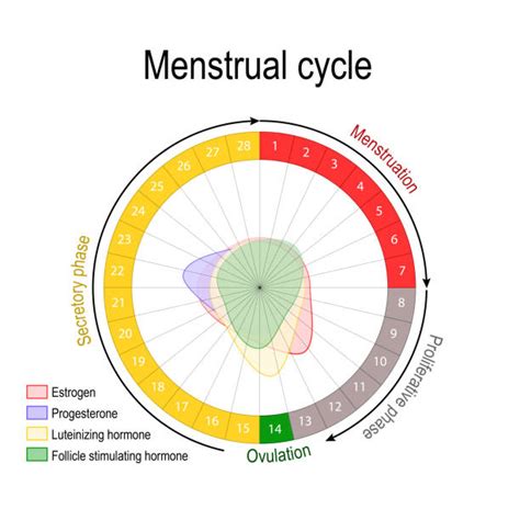 2700 Menstruation Cycle Illustrations Royalty Free Vector Graphics