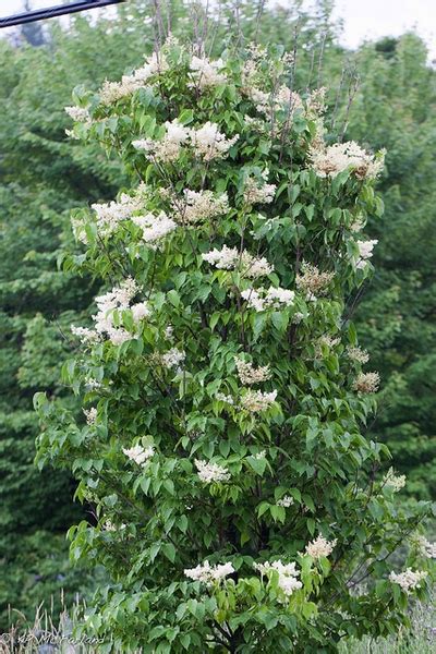 Seeds And Seed Bombs Outdoor And Gardening Syringa Reticulata Amurensis 7