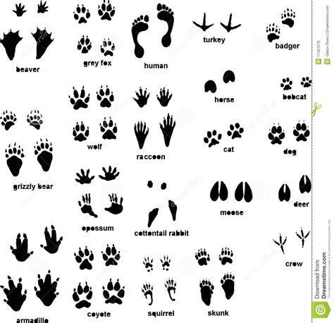 Animal Tracks Stock Vector Illustration Of Illustration