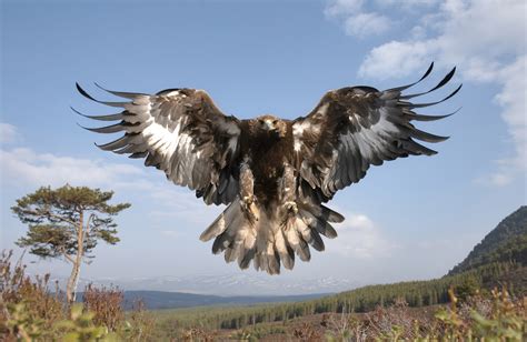 Golden Eagle Facts The Garden Of Eaden