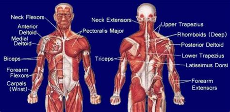 Muscle Names Upper Body Upper Body Workout Plan For Muscle Growth