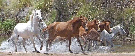 Wild Horses Running In Water Animal Stock Photos Creative Market