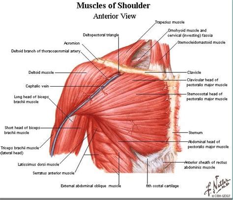Test your knowledge in our quiz about the shoulder muscles. How to Successfully Implement and Enforce a Work Dress ...