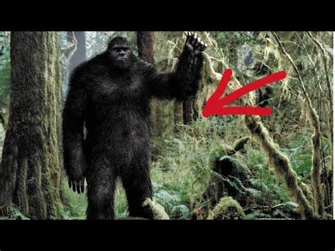 Bigfoots Caught On Camera Youtube