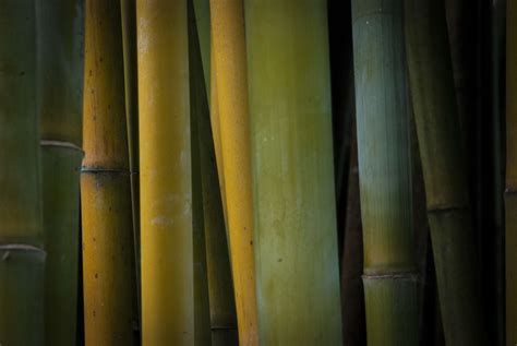 Bamboo Forest Hawaii Nature Plants 4k Wallpaper Free Stock Images
