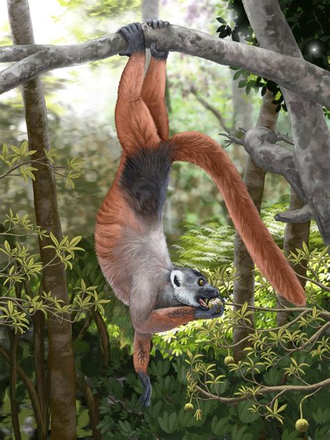 The Extinct Giant Lemurs Of Madagascar Post Extinct Animals