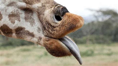 Kids News Mukulu The Oldest Giraffe In Australia Has Died At