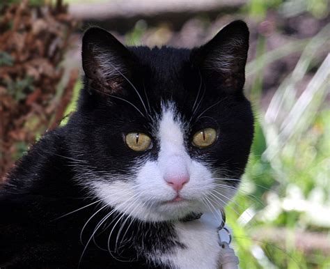 We did not find results for: Nachbars Katze in unserem Garten. Foto & Bild | tiere ...