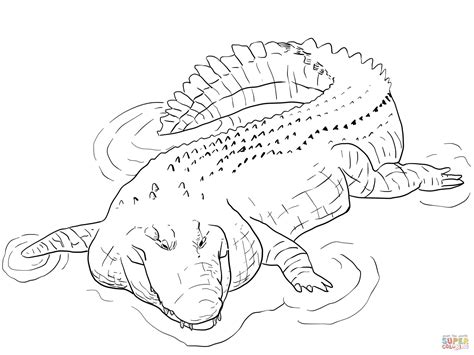 Crocodile coloring pages to download and print for free