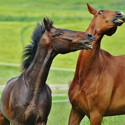 Horses For Two Coupling Stallion Eat Paddock Brown Meadow