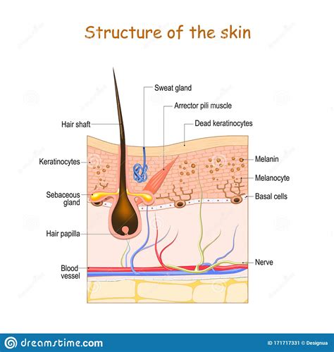 Skin Layers With Hair Follicle Sweat Gland And Sebaceous Gland Stock