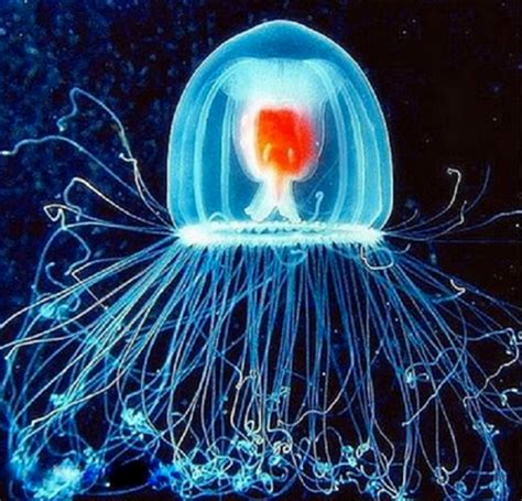 The Immortal Jellyfish Facts And Photos Hubpages