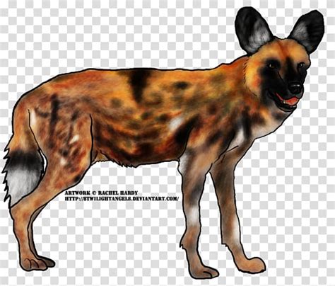 Dog Breed Dhole African Wild Dog South African Cheetah Wild Dog
