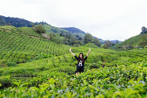 Boh tea plantation, meaning 'best of highlands', is one of the most famous and largest tea plantations in southeast asia. BOH Tea Centre Sungai Palas, Cameron Highlands | Malaysian ...