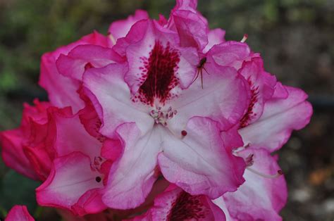 Same day delivery, low price guarantee.send flowers, baskets, funeral let avas flowers handle your next floral delivery to a guest or family member anywhere in the washington dc area and find out first hand why avas. Rhododendron macrophyllum, state flower of Washington ...