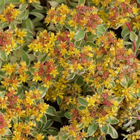 Sedum Kamtschaticum Variegatum Fettblatt Online Kaufen Bei Blumixx