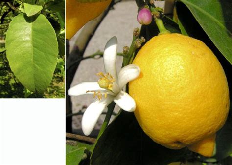 Lemon 106647 Common Name Citrus X Limon