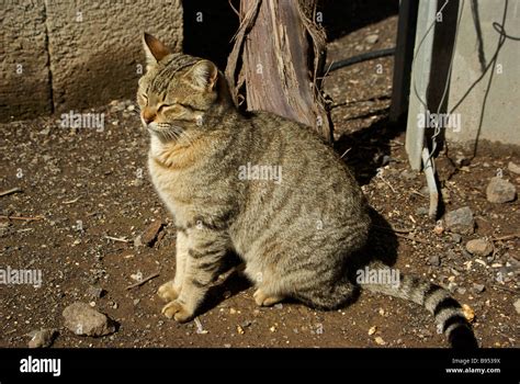 Feral But Friendly Shorthair Tabby Cat Stock Photo Alamy