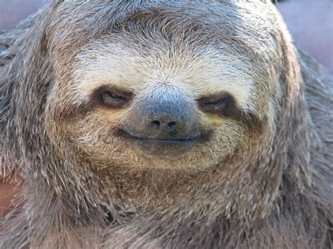 Smithsonian Insider Discover Sloths In A Whole New Way Smithsonian