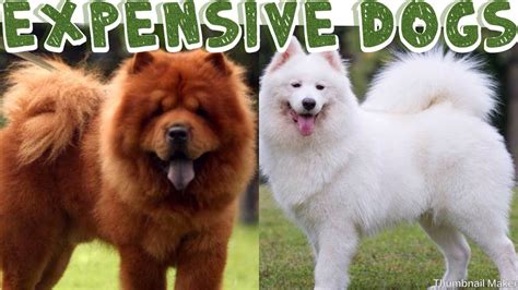 World Most Expensive Dogs Breeds Youtube