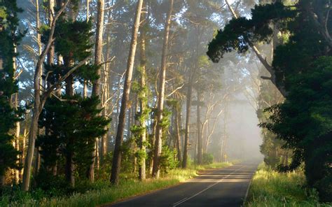 Green Trees Road Forest Grass Trees Hd Wallpaper Wallpaper Flare