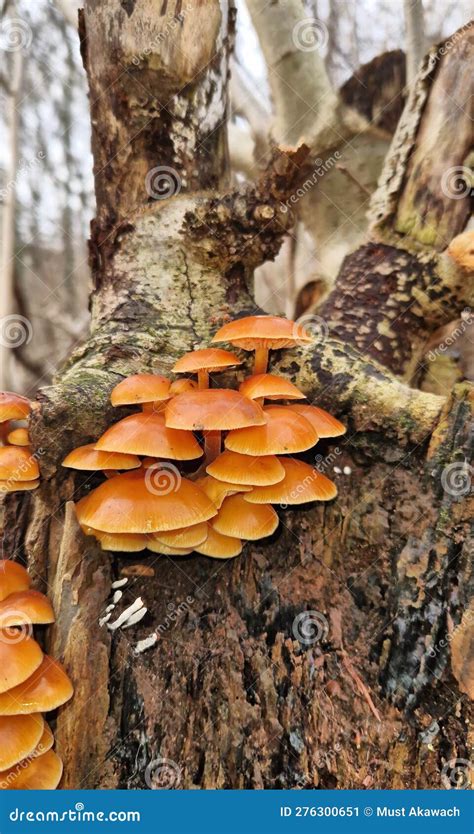 Mushroom On The Tree Edible Mushroom Oyster Mushroom Mushroom Growing