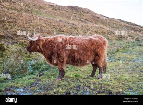 Highland Cattle A Scottish Cattle Breed Hairy Cow With Long Horns And