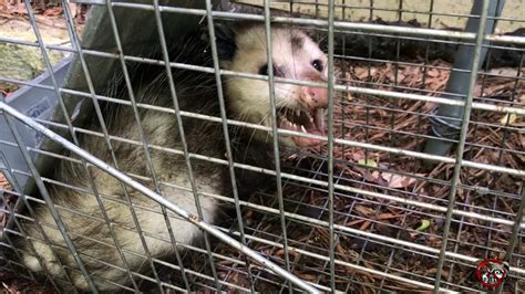 Trapping Removal And Relocation Of An Opossum Youtube