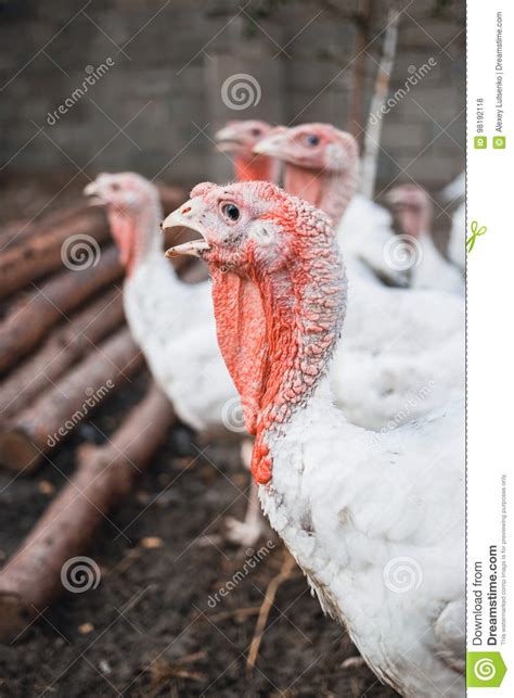 White Turkeys Stock Photo Image Of Livestock Agriculture 98192118