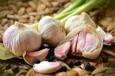 How To Make Garlic Spray For Plants Gardening Mentor