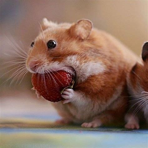 How About Some Hungry Hungry Hamsters Cutesypooh Funny Rats Funny Hamsters Cute Rats